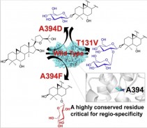 Functional Characterization and Protein Engineering ofaTriterpene 3-/6-/2’-O-Glycosyltransferase Reveal aConserved Residue Critical fortheRegiospecificity. Meng Zhang, et al.  Angew. Chem., Int. Ed. 2022.