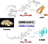 Natural triterpenoids from licorice potently inhibit SARS-CoV-2 infection. Yang Yi, et al. J. Adv. Res. 2022.