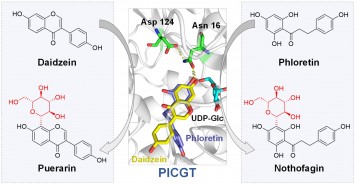 Functional characterization of a C-glycosyltransferase from Pueraria lobata with dual-substrate selectivity. Yang-oujie Bao, et al. Chem. Commun. 2022.