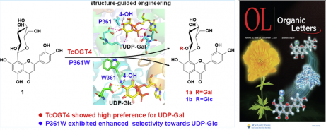 Characterization of a highly selective 2²-O-galactosyltransferase from Trollius chinensis and structure-guided engineering for improving UDP-glucose selectivity. Shuang Liu, et al. Org. Lett. 2021.