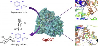 Functional characterization and structural basis of an efficient di-C-glycosyltransferase from Glycyrrhiza glabra. Meng Zhang, et al. J. Am. Chem. Soc. 2020.