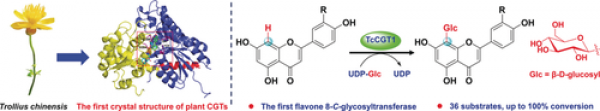 Molecular and structural characterization of a promiscuous C-glycosyltransferase from Trollius chinensis. Junbin He, et al. Angew. Chem. Int. Ed. 2019. 