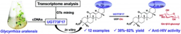 UGT73F17, a new glycosyltransferase from Glycyrrhiza uralensis, catalyzes the regiospecific glycosylation of pentacyclic triterpenoids. Junbin He, et al. Chem. Commun. 2018.