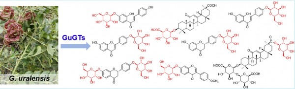 Diversity of O-glycosyltransferases contributes to the biosynthesis of flavonoid and triterpenoid glycosides in Glycyrrhiza uralensis. Kuan Chen, et al. ACS Synth. Biol. 2019.