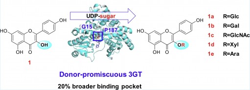 Highly promiscuous flavonoid 3-O-glycosyltransferase from Scutellaria baicalensis. Zilong Wang, et al. Org. Lett. 2019.