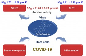 Schaftoside inhibits 3CLpro and PLpro of SARS-CoV-2 virus and regulates immune response and inflammation of host cells for the treatment of COVID-19.Yang Yi, et al. Acta Pharm. Sinica B. 2022.