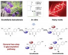  Dissection of the general two-step di-C-glycosylation pathway for the biosynthesis of (iso)schaftosides in higher plants. Zi-long Wang, et al. Proc. Natl. Acad. Sci. U. S. A. 2020.  