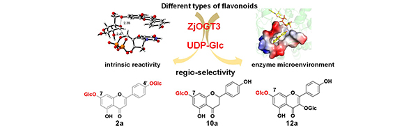 Functional characterization, structural basis, and regio-selectivity control of a promiscuous flavonoid 7,4′-di-O-glycosyltransferase from Ziziphus jujuba var. spinosa. Zi-long Wang, et al. Chem Sci. 2023.