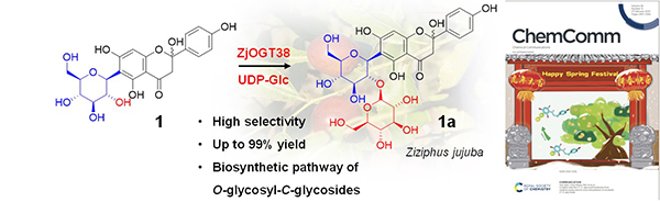 A highly selective 2''-O-glycosyltransferase from Ziziphus jujuba and De novo biosynthesis of isovitexin 2''-O-glucoside. Yaqun Zhang, et al. Chem. Commun. 2022.