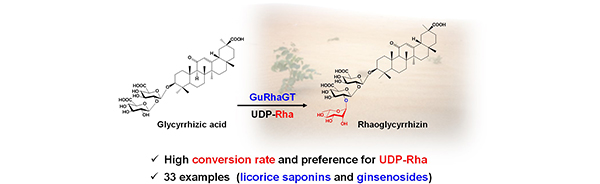 GuRhaGT, a highly specific saponin 2′′-O-rhamnosyltransferase from Glycyrrhiza uralensis. Zilong Wang, et al. Chem Commun. 2022.