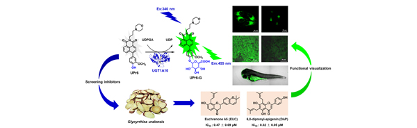 Collaborative modification strategy to develop a highly selective fluorescent probe for human UDP-glucuronosyltransferase 1A10. Xinfang Zhai, et al. Chemical Engineering Journal. 2023.   