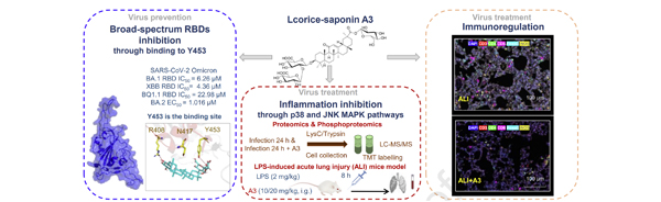 Licorice-saponin A3 is a broad-spectrum inhibitor for COVID-19 by targeting viral spike and anti-inflammation.