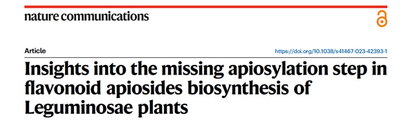 Insights into the missing apiosylation step in flavonoid apiosides biosynthesis of Leguminosae plants.