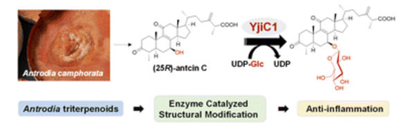 Regio-specific enzymatic glucosylation of triterpenoids from Antrodia camphorata and their biological activities.