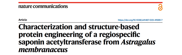 Characterization and structure-based protein engineering of a regiospecific saponin acetyltransferase from Astragalus membranaceus.