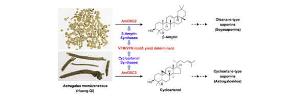 Identification of oxidosqualene cyclases associated with saponin biosynthesis from Astragalus membranaceus reveals a conserved motif important for catalytic function.