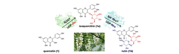 Functional characterization of two efficient glycosyltransferases catalysing the formation of rutin from Sophora japonica L.